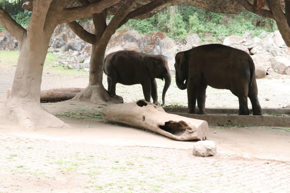 Experience the Wildlife at Pasuruan, East Java