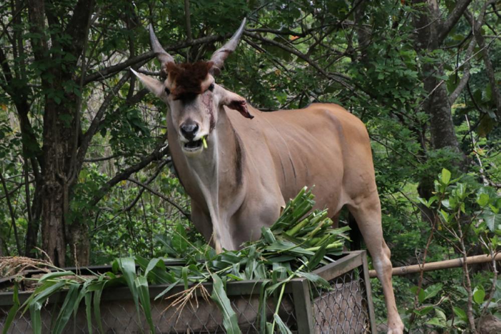 Experience the Wildlife at Pasuruan, East Java
