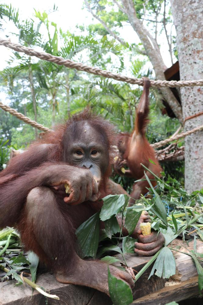 Experience the Wildlife at Pasuruan, East Java