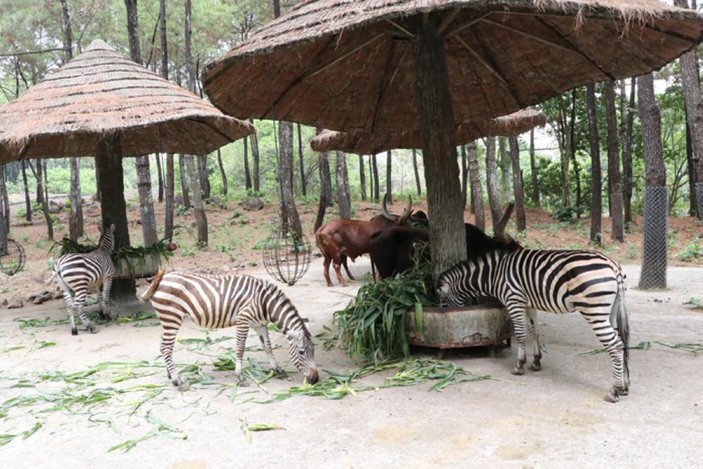 Experience the Wildlife at Pasuruan, East Java