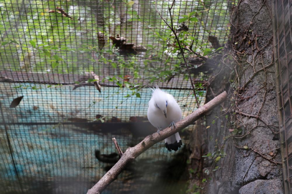 Experience the Wildlife at Pasuruan, East Java