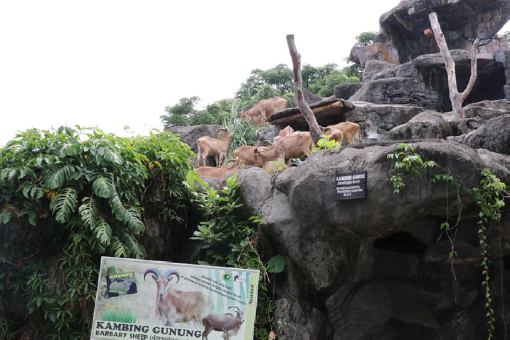 Experience the Wildlife at Pasuruan, East Java