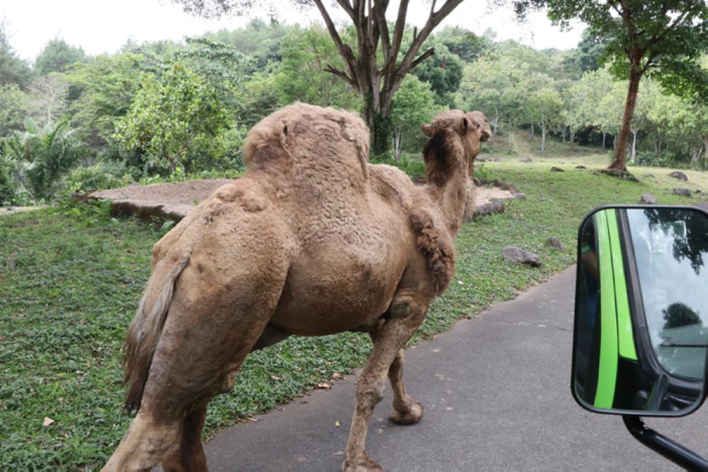 Experience the Wildlife at Pasuruan, East Java