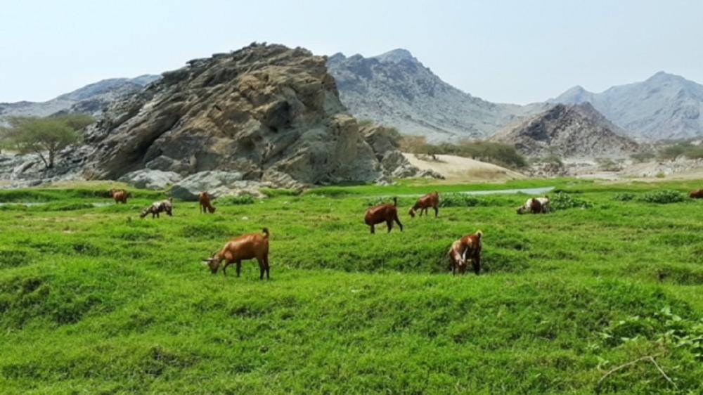 Wadi Al-Bardani is Saudi Arabia's most beautiful valley