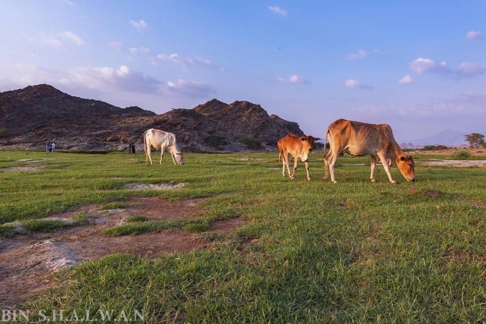 Wadi Al-Bardani is Saudi Arabia's most beautiful valley