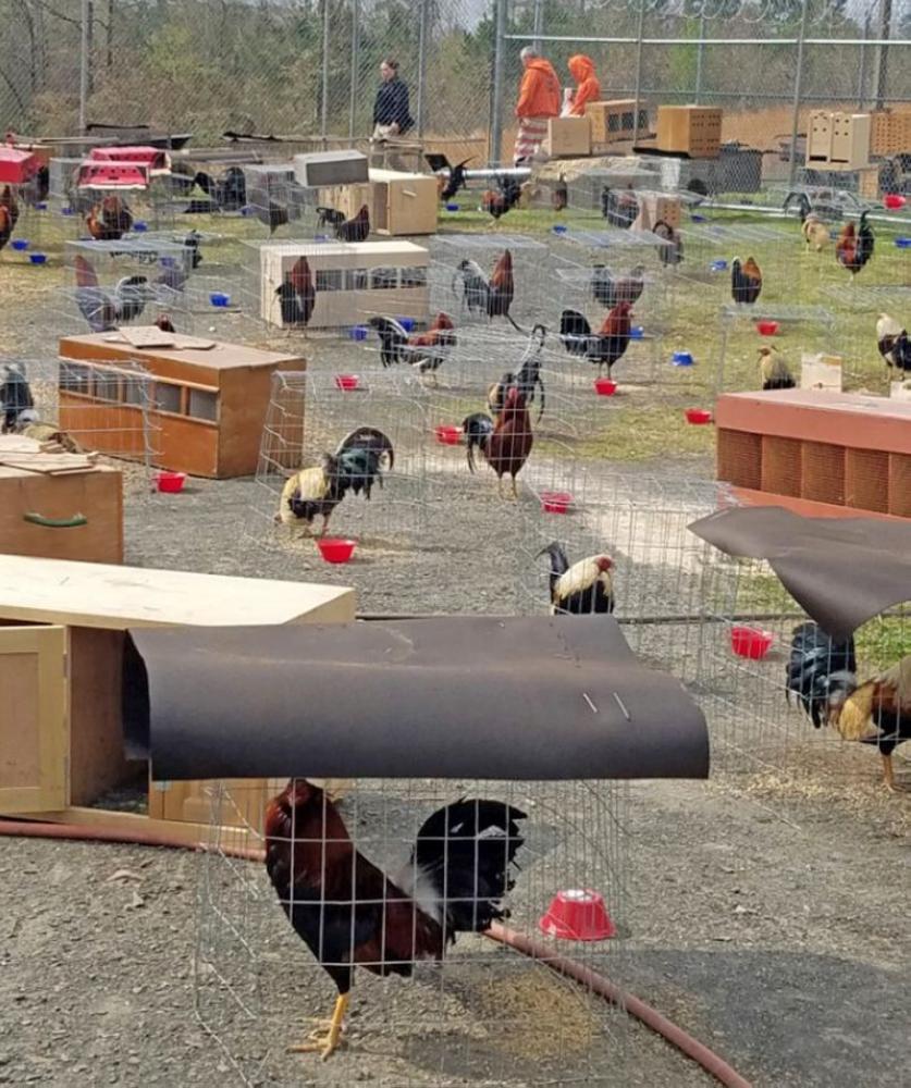 This photo provided by the Sevier County Sheriff's Office in De Queen, Arkansas, shows some of the 200 roosters seized during a raid at a cockfight. Inmates are tending to the roosters being held at an Arkansas sheriff's office for use as evidence against 137 people accused of being part of a cockfighting operation. - AP