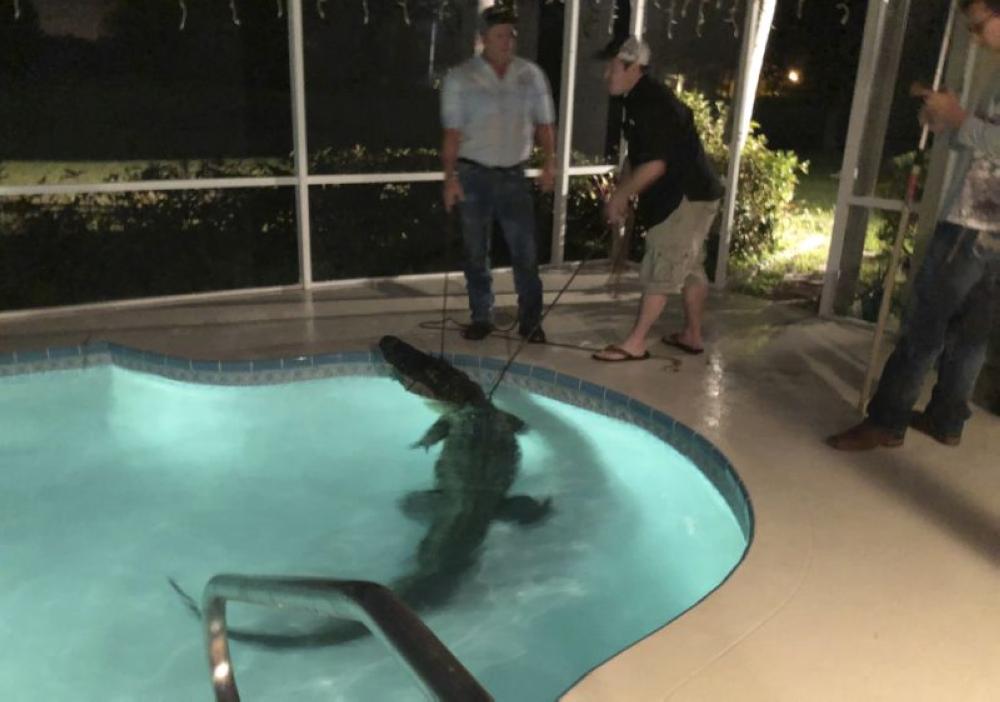 In this photo provided by Sarasota County Sheriff’s Office, authorities remove an alligator from a pool in Sarasota, Florida. - AP