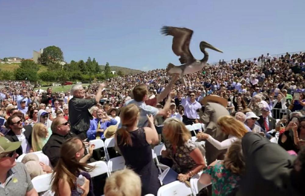 This video grab provided by Pepperdine University shows one of a pair of pelicans crashing a graduation ceremony at Pepperdine University in Malibu, California. - AP