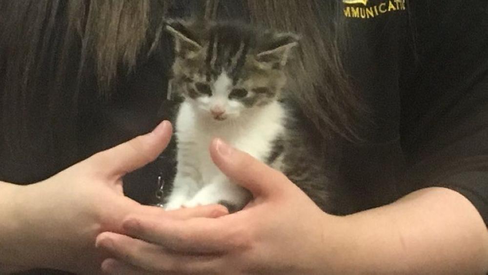 Pawfficer Badges of the Troy Police Department