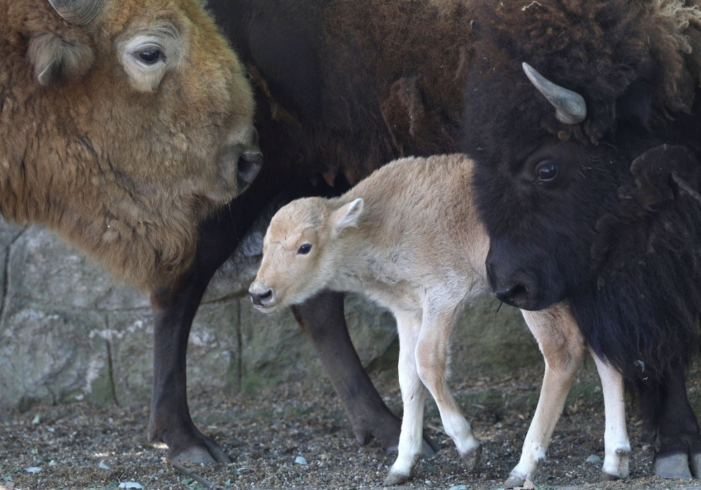A recently born the rare white bison is seen at Belgrade Zoo in Serbia on Saturday. - Reuters