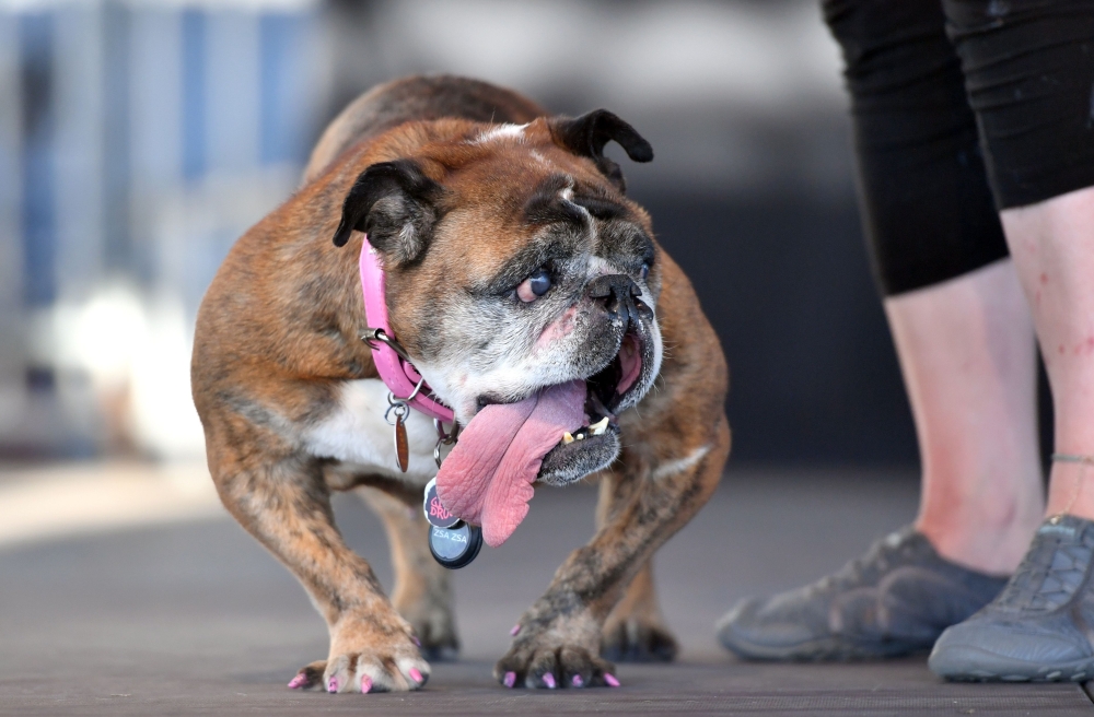Zsa Zsa, an English Bulldog, takes the stage during The World's Ugliest Dog Competition in Petaluma, north of San Francisco, California on Monday. - AFP