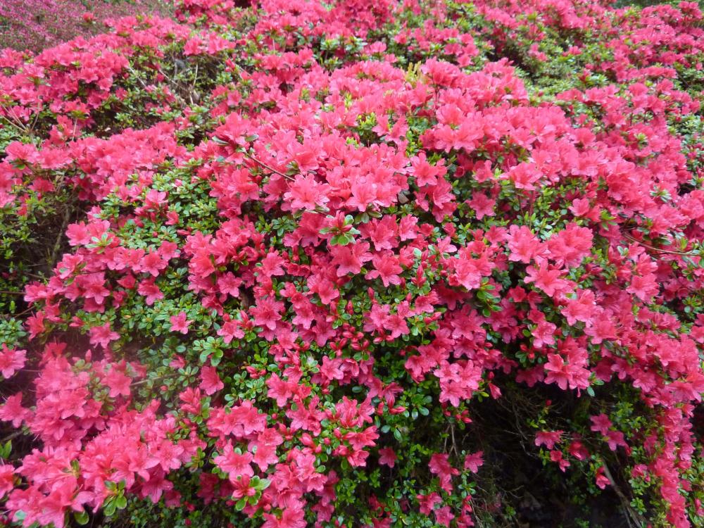 Day Out: Exbury Gardens