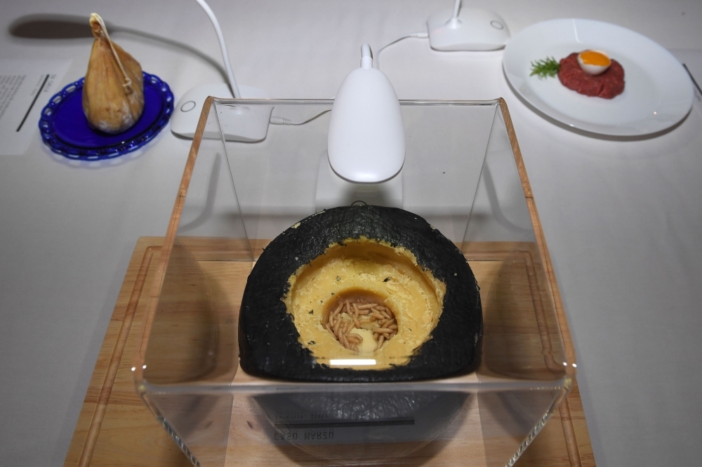 Casu marzu, maggot-infested cheese from Sardinia, Italy, is presented in the Disgusting Food Museum in Los Angeles, California. — AFP