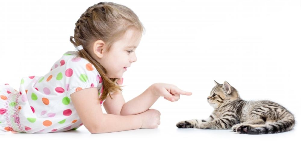 Taking care of Pets