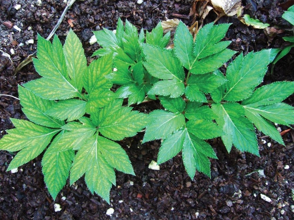 The Ashitaba plant have long been considered healthy, and a new study has found the traditional belief may have good scientific grounds.