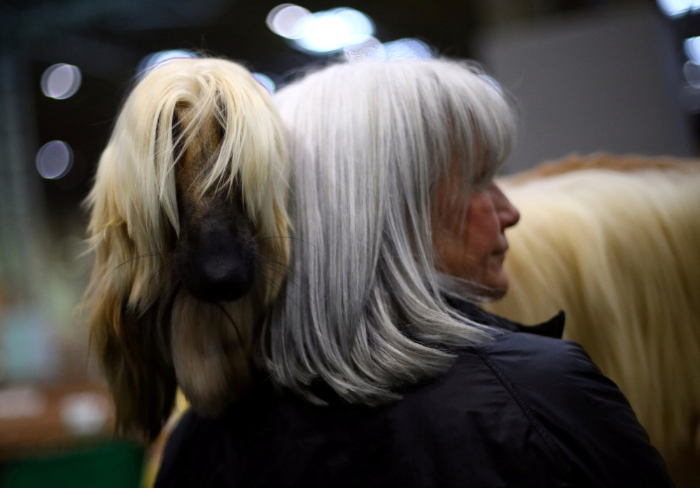 An Afghan Hound stands with its owner during the third day of the Crufts Dog Show in Birmingham, Britain. — Reuters