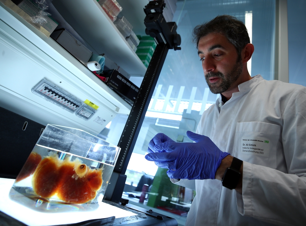 An employee checks the 3D printing of a scaffold for a kidney at Dr. Ali Ertuerk’s laboratory in Munich, Germany, on Tuesday. — Reuters