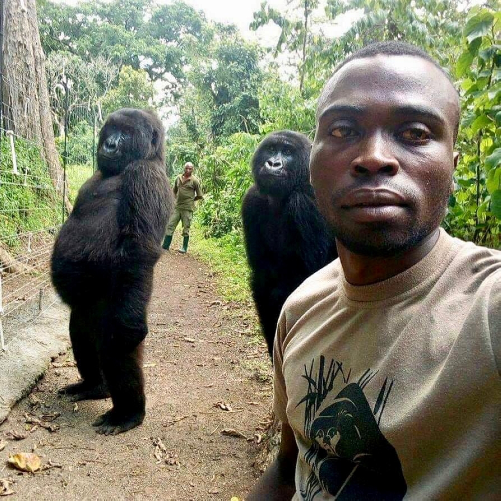 Mathieu Shamavu, Virunga Ranger and caretaker at Senkwekwe Center for Orphaned Mountain Gorillas poses for a selfie with two gorillas at Virunga National Park, Democratic Republic of the Congo, in this April 18, 2019 file photo. — Reuters
