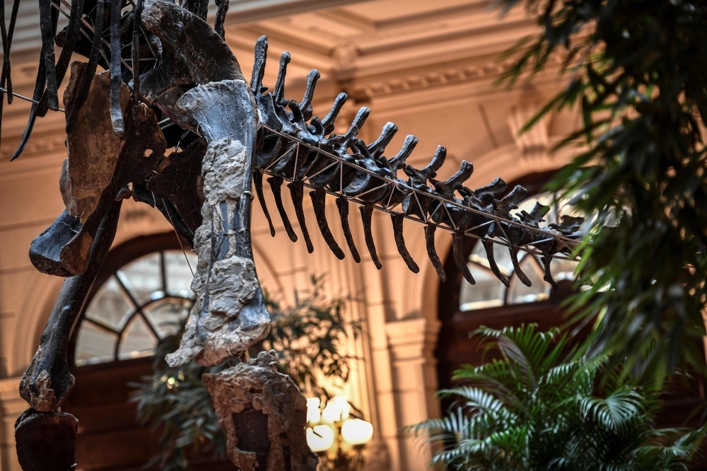 This picture shows a detail of 'Skinny' the dinosaur's skeleton displayed at the reception room of the Grand Hotel in Paris as this close relative of the diplodocus will be auctioned on June 13 by Aguttes auction house.  — AFP