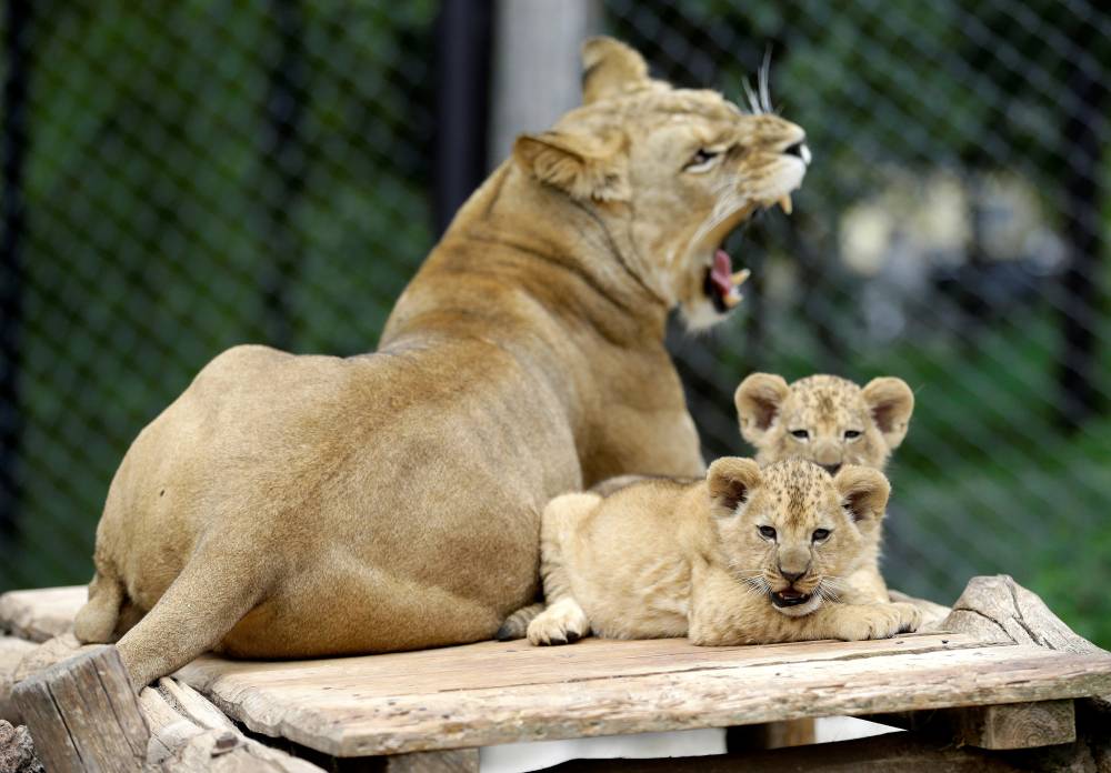 Newly born Barbary lion cubs sit near their mother Khalila inside their enclosure at Dvur Kralove Zoo in Dvur Kralove nad Labem, Czech Republic, on Monday. — Reuters