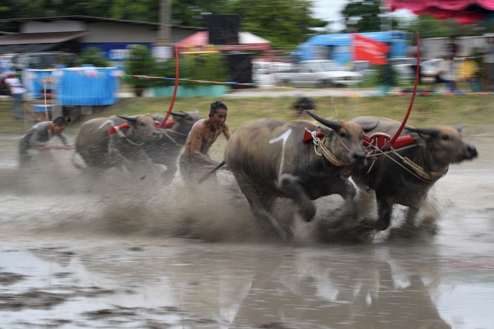 Water buffaloes participate in a race in Chonburi on Sunday. Sloshing across a muddy field with men sprinting behind them, prized water buffaloes blow past cheering spectators in eastern Thailand in a rare display of bovine speed. — AFP