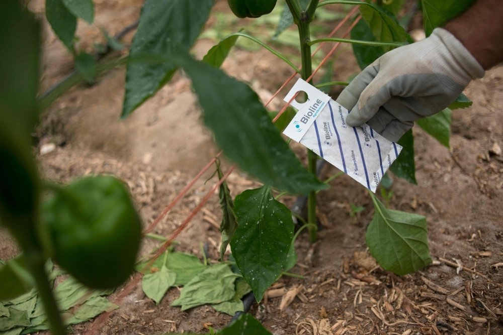 Spanish farmer Antonio Zamora checks an envelope full of mites hanging close to pepper plants in his greenhouse in Dalias, near El Ejido. For over a decade, Spanish farmer Antonio Zamora no longer puts on a suit to spray his crops with insecticides but instead hangs small bags of mites on his plants which attack parasites while sparing the plants. — AFP 