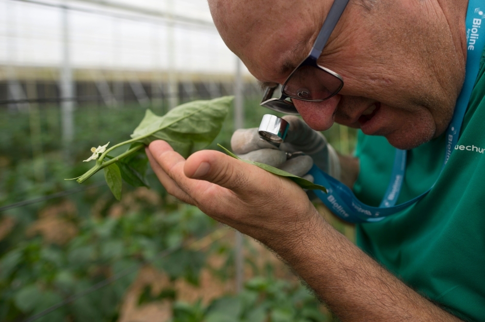 Spanish farmer Antonio Zamora checks an envelope full of mites hanging close to pepper plants in his greenhouse in Dalias, near El Ejido. For over a decade, Spanish farmer Antonio Zamora no longer puts on a suit to spray his crops with insecticides but instead hangs small bags of mites on his plants which attack parasites while sparing the plants. — AFP 