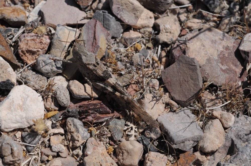 This handout picture obtained courtesy of the Nevada Department of Agriculture show a grasshopper as a massive swarm descended on the Las Vegas Strip, Nevada, on Friday. — AFP