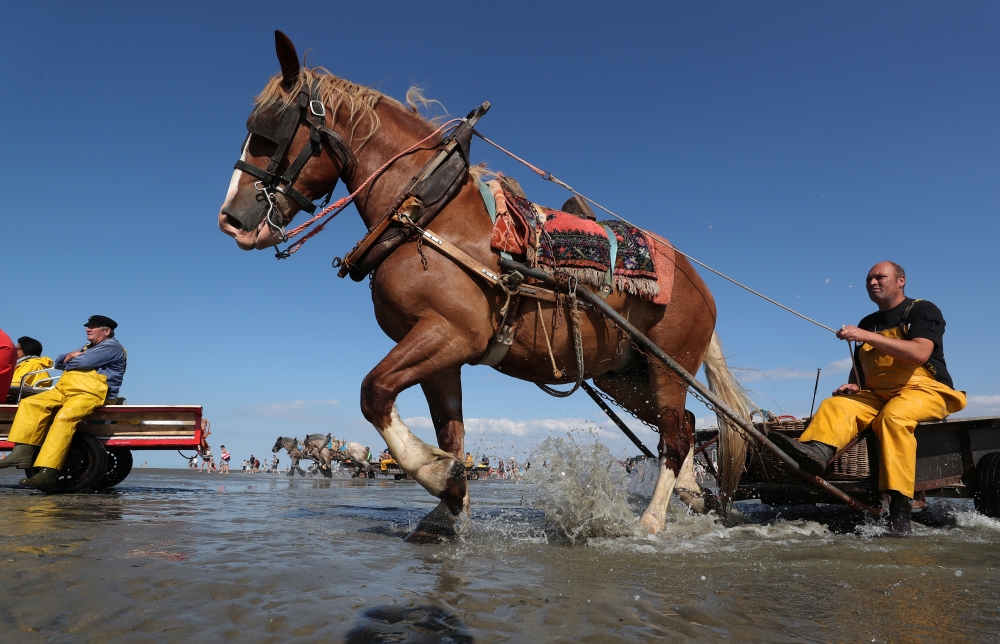 Belgian shrimp fishermen ride their horses in the sea in the coastal town of Oostduinkerke, Belgium on Monday. — Reuters