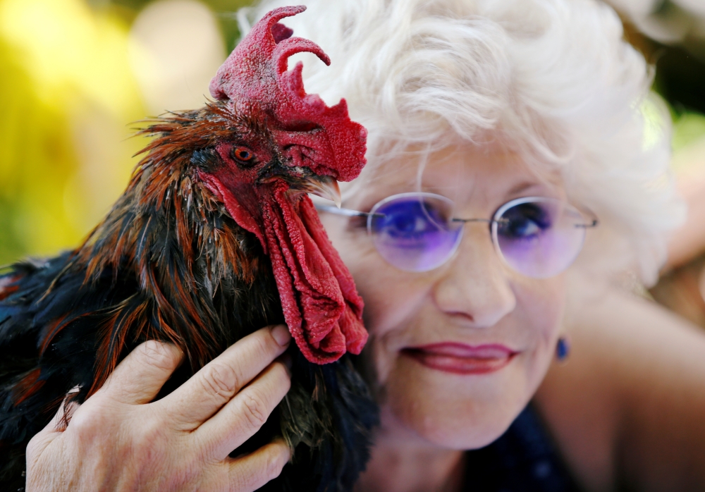 Corinne Fesseau poses with her rooster Maurice, whose loud crows landed him in court accused of noise pollution, in Saint-Pierre-d'Oleron, France, in this Aug. 31, 2019 file photo. — Reuters