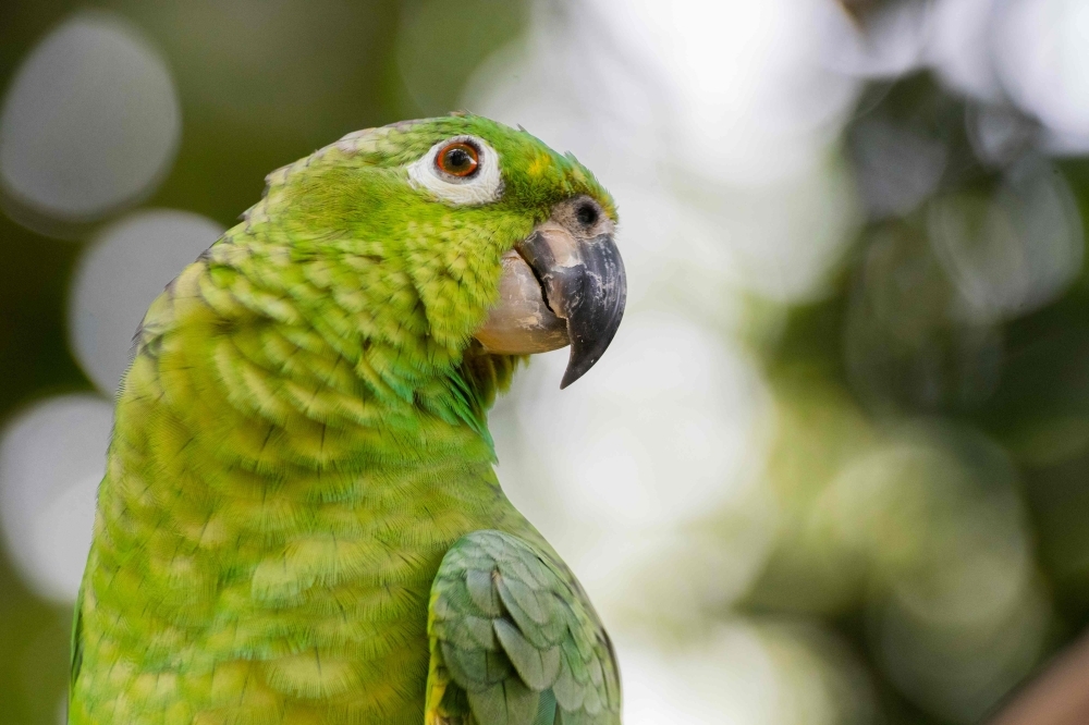 A parrot is pictured in Cahuita beach in Limon, Costa Rica, on Sept. 27, 2019. — AFP