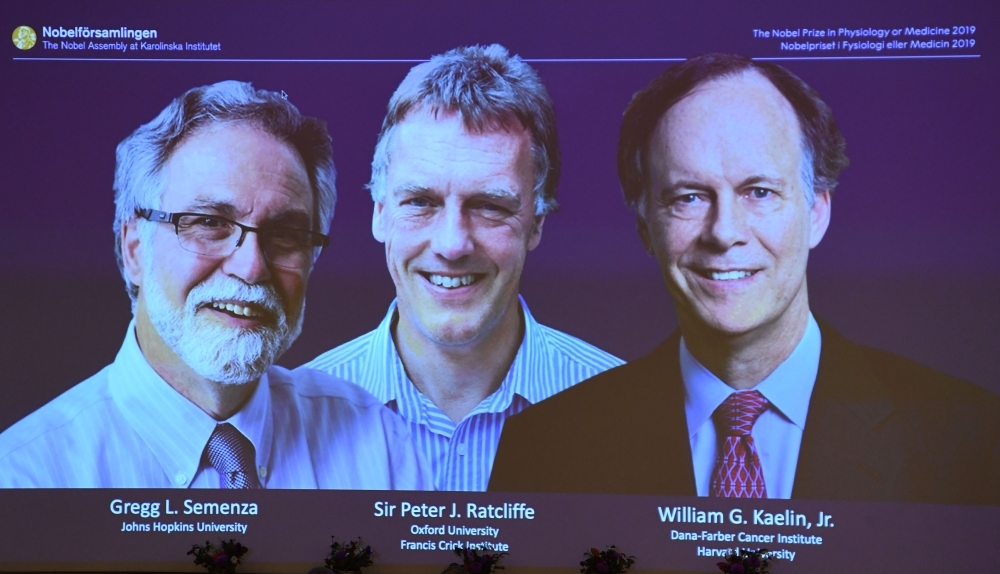 The winners of the 2019 Nobel Prize in Physiology or Medicine (L-R) Gregg Semenza of the US, Peter Ratcliffe of Britain and William Kaelin of the US appear on a screen during a press conference at the Karolinska Institute in Stockholm, Sweden, on Monday. -AFP