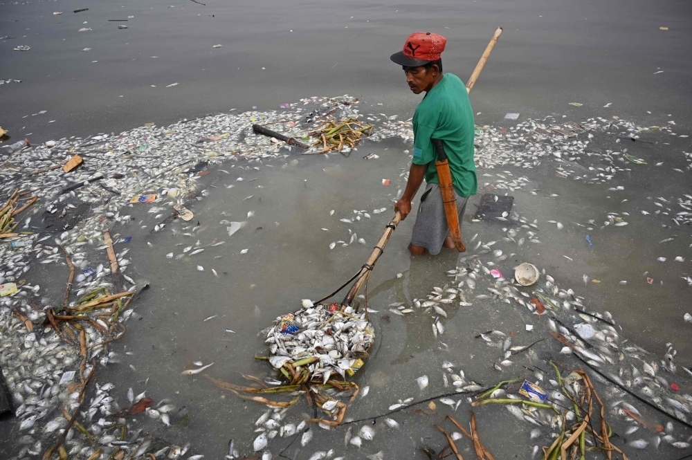 A worker scoops some of the thousands of dead fish that washed ashore on Freedom Island, a protected area for migratory birds, along Manila Bay on Friday.  An agriculture department official said the government suspects the fish kill was caused by water pollution on Manila Bay, one of the most polluted waterways in the country.  — AFP 