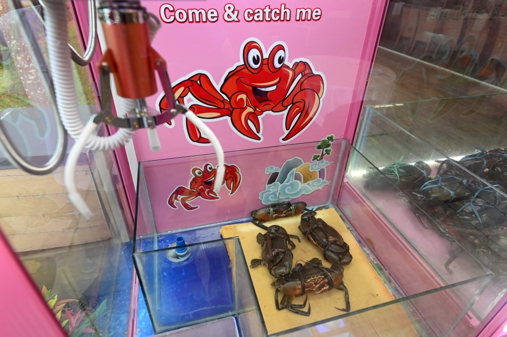This photograph taken on Wednesday shows crabs inside a claw machine at a seafood restaurant in Singapore.   — AFP