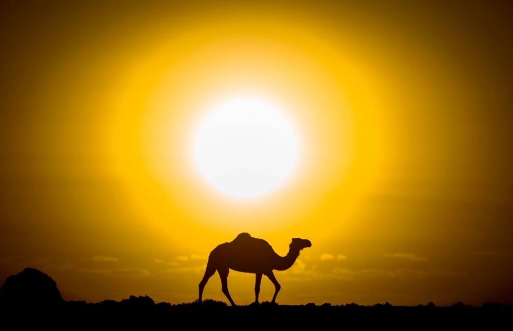 Camel — Sun