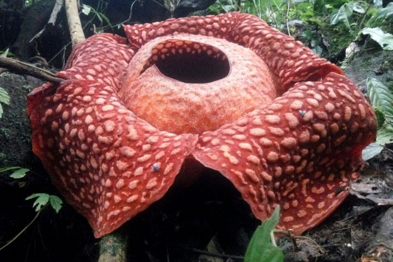 This handout picture taken on Thursday by the Sumatra Barat Nature Conservation Agency (BKSDA) shows a giant Rafflesia tuan-mudae — a fleshy red flower with white blister-like spots on its enormous petals and measuring a whopping 111 centimeters (3.6 feet) in diameter at the Maninjau nature preserve in Agam, West Sumatra. Indonesian conservationists said they've spotted the biggest specimen ever of what's already been billed as one of the world's largest flowers.  — AFP