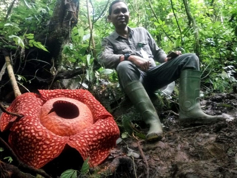This handout picture taken on Thursday by the Sumatra Barat Nature Conservation Agency (BKSDA) shows a giant Rafflesia tuan-mudae — a fleshy red flower with white blister-like spots on its enormous petals and measuring a whopping 111 centimeters (3.6 feet) in diameter at the Maninjau nature preserve in Agam, West Sumatra. Indonesian conservationists said they've spotted the biggest specimen ever of what's already been billed as one of the world's largest flowers.  — AFP