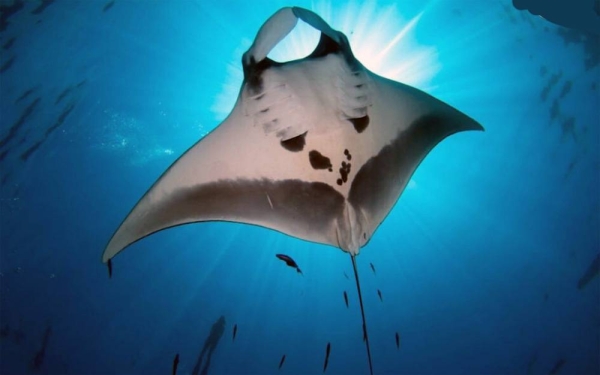 Sept. 17, 2020 will be World Manta Day, a worldwide celebration of Manta Rays.