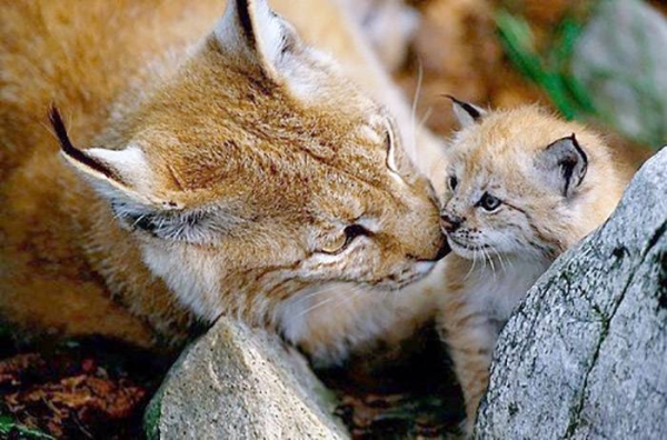 A file photo of lynx. The WWF is launching the second phase of its One Home. One Future campaign dedicated to the conservation of wildlife in Bulgaria.