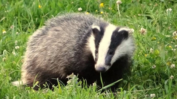 A badger