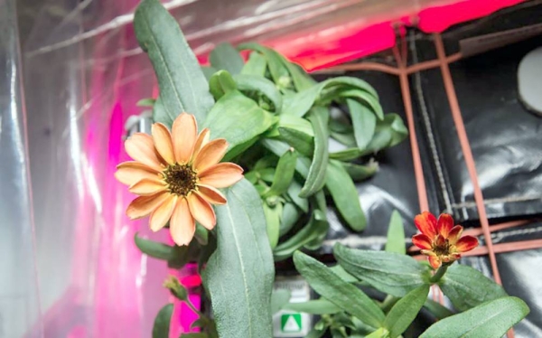 Close up of zinnia flower with green leaves in Veggie growth chamber on ISS. — courtesy NASA