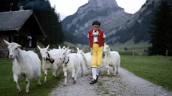 Young herdsman Roman takes part in the 'Alpabzug' (drive from the mountain pasture), on Friday, Aug. 26, 2022, on the Saemtis Alp in Bruelisau, Switzerland.