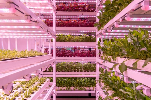 NKK Investments and UrbanKisaan collaborate to transform agriculture in Oman, UAE & Saudi