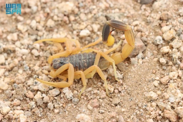A groundbreaking discovery has been made by the National Center for Wildlife (NCW), as a new species of scorpion from the Leiurus genus was identified in the Majami Al-Hadb Reserve, located in southern Riyadh.