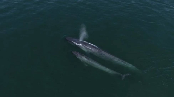 Scientists think blue whales may breed in the waters around the Seychelles