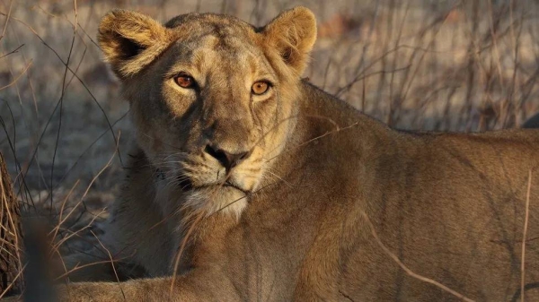 A court in India has asked a zoo to change the name of two lions