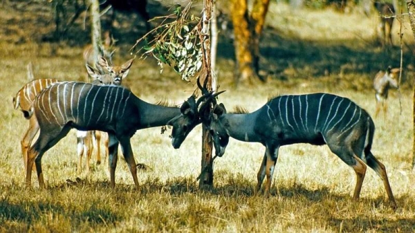 Animals grazing in Ruaha’s National Park. — courtesy Getty Images