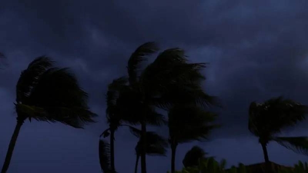 Palm trees blow on a Mexican beach