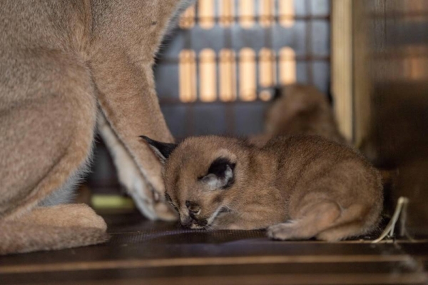 Caracal cubs