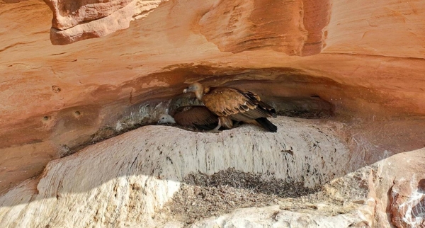 Prince Mohammed bin Salman Reserve discovers rare breeding colonies of endangered Griffon vultures